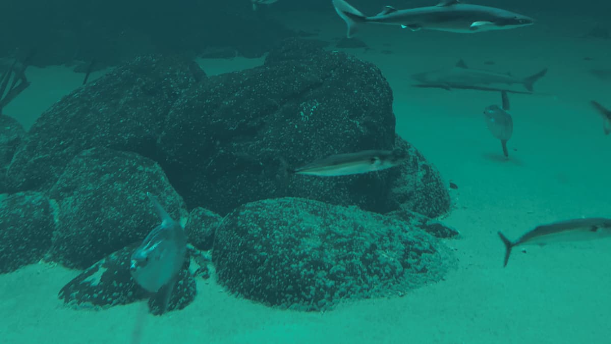 En af havets mest mærkelige fisk er tilbage i Oceanariet | Indland | DR